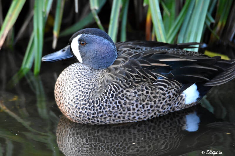 Blauflügelente | Kölner Zoo | 03.12.2023