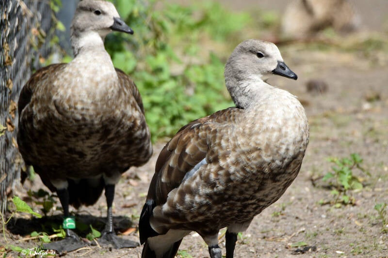 Blauflügelgans | Diergaarde Blijdorp, Rotterdam | 09.07.2021