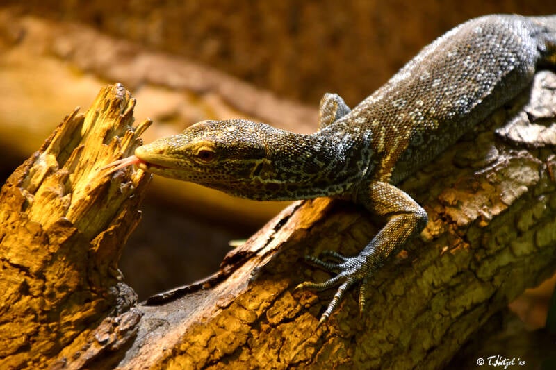 Blaugefleckter Baumwaran