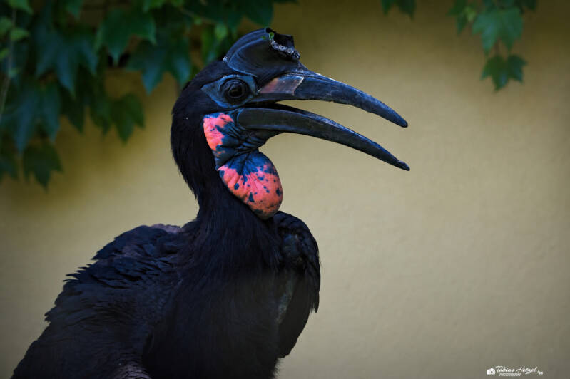 Blaugesicht-Hornrabe | Zoo Heidelberg | 25.05.2026