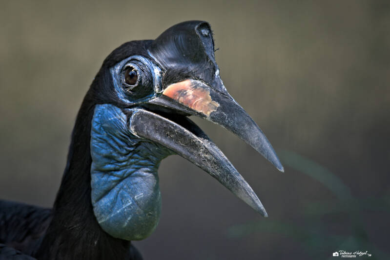 Blaugesicht-Hornrabe | Zoo Heidelberg | 25.05.2026