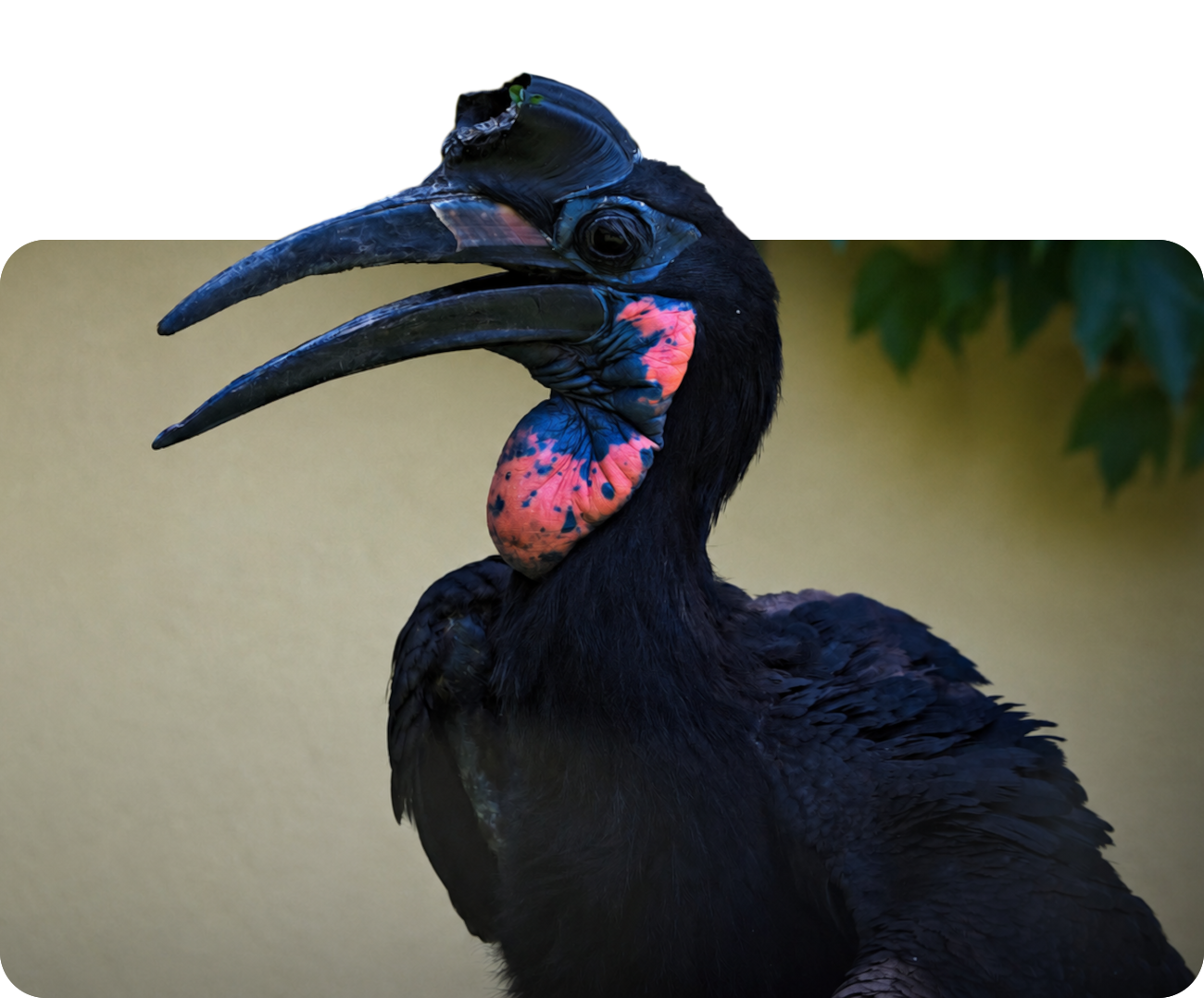 Blaugesicht-Hornrabe
