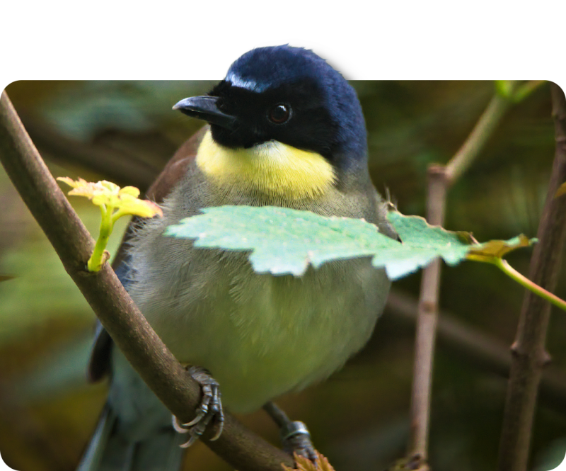 Blaukappenhäherling