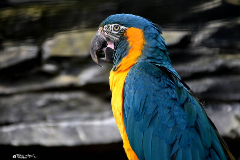 Blaukehlara | Weltvogelpark Walsrode | 09.06.2023