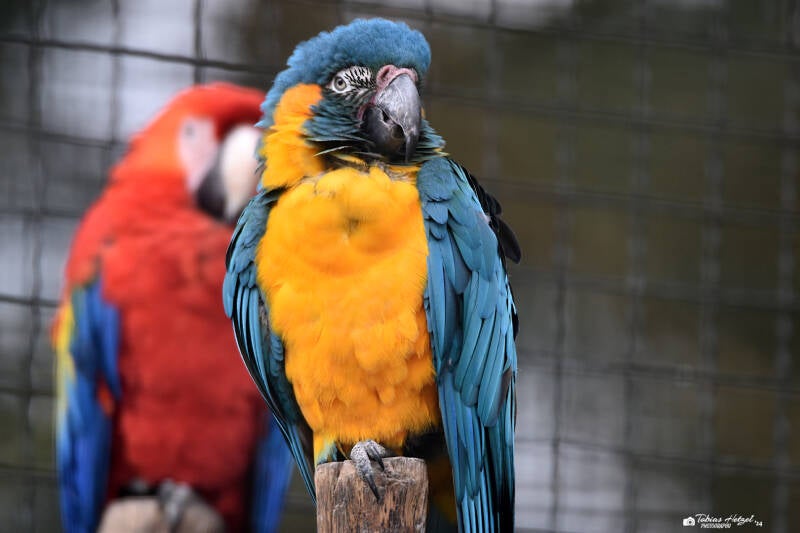 Blaukehlara | Weltvogelpark Walsrode | 12.04.2021