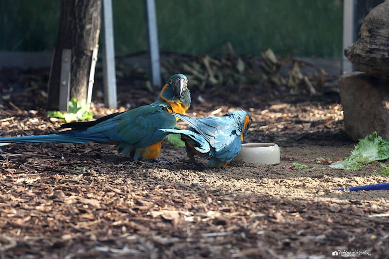Blaukehlara | Kölner Zoo | 28.12.2018