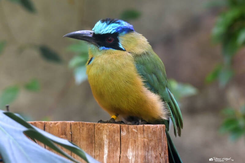 Blaukronenmotmot (kein Unterartenstatus) | Zoo Zürich | 04.07.2020