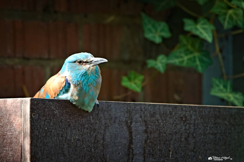 Blauracke | Zoo Frankfurt | 16.08.2025