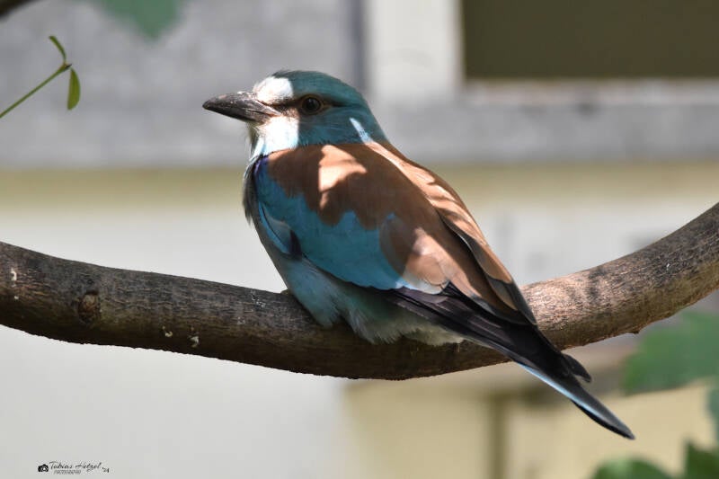 Blauracke | Zoo Frankfurt | 25.06.2022