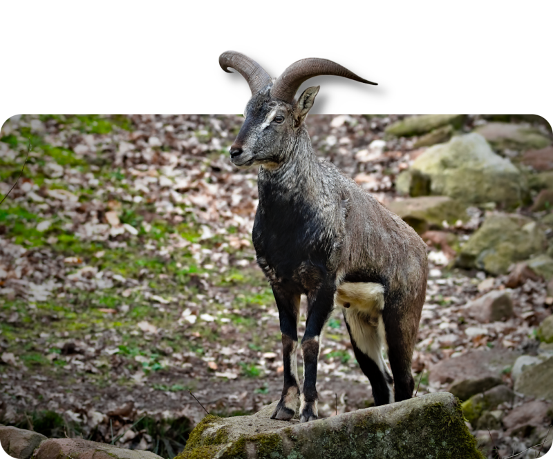 Blauschaf (kein Unterartenstatus)