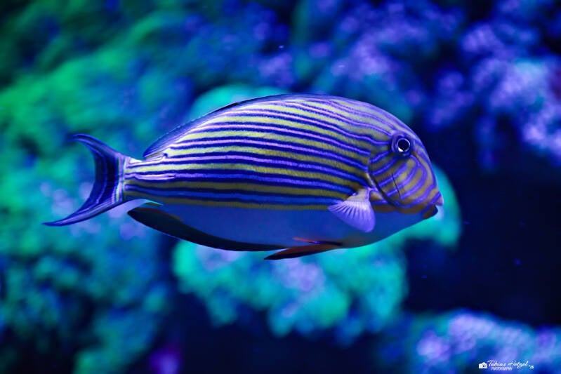 Blaustreifen-Doktorfisch | Zoo Duisburg | 05.04.2025
