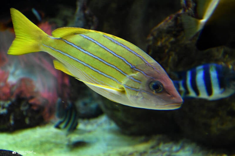 Blaustreifenschnapper | Zoo Duisburg | 06.06.2022