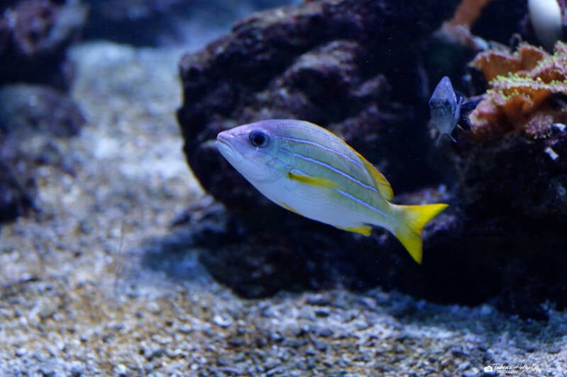 Blaustreifenschnapper | Zoo Duisburg | 23.01.2018