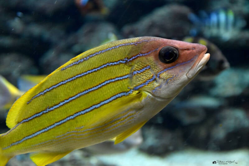 Blaustreifenschnapper | Zoo Duisburg | 06.06.2022