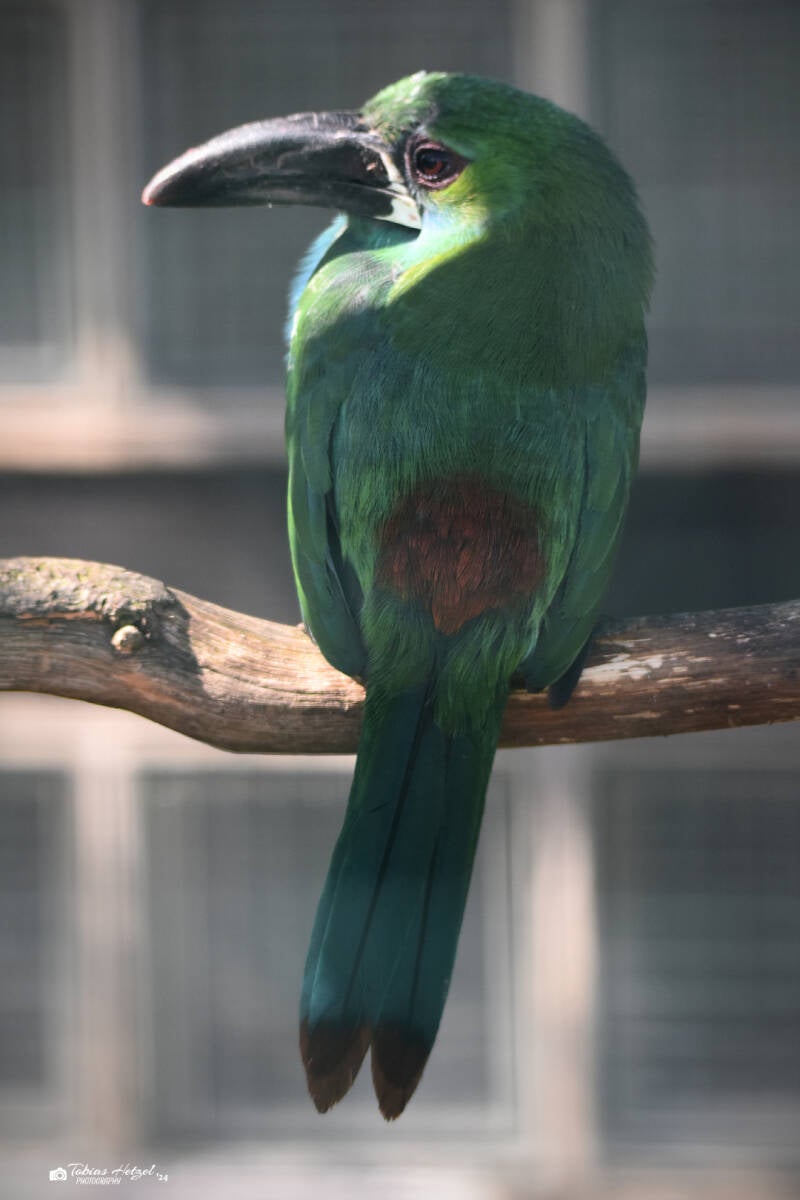 Blutbürzelarassari | Weltvogelpark Walsrode | 12.04.2021