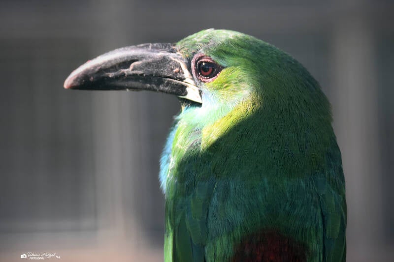 Blutbürzelarassari | Weltvogelpark Walsrode | 12.04.2021