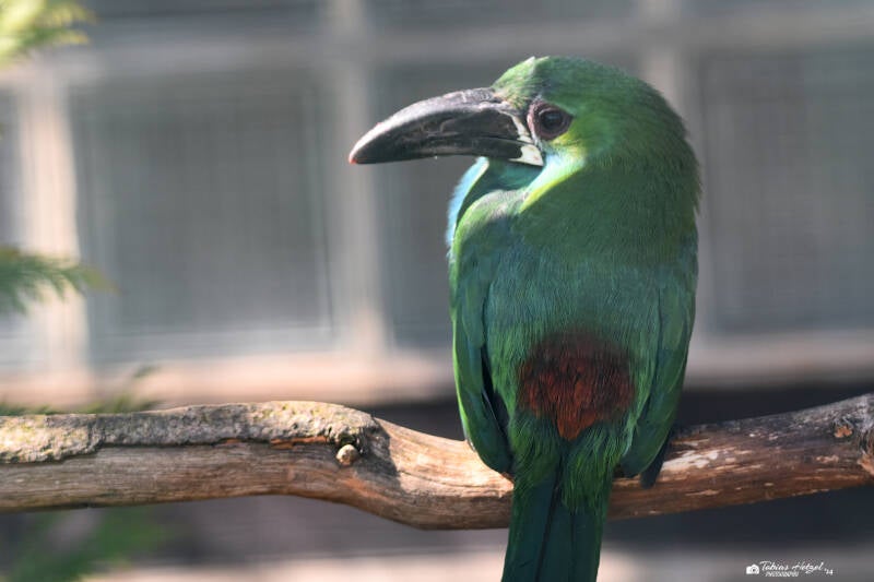 Blutbürzelarassari | Weltvogelpark Walsrode | 12.04.2021
