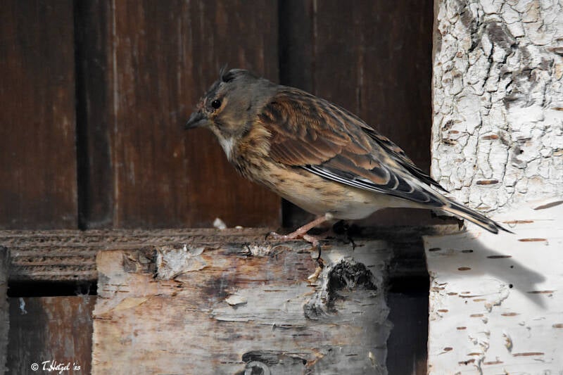 Bluthänfling (Nominatform)