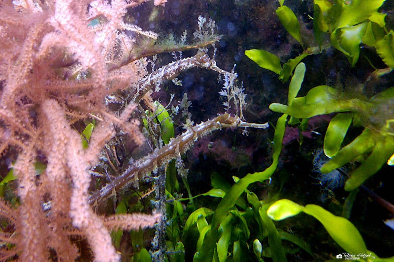 Bänderfetzenfisch | Wilhelma Stuttgart | 02.03.2017