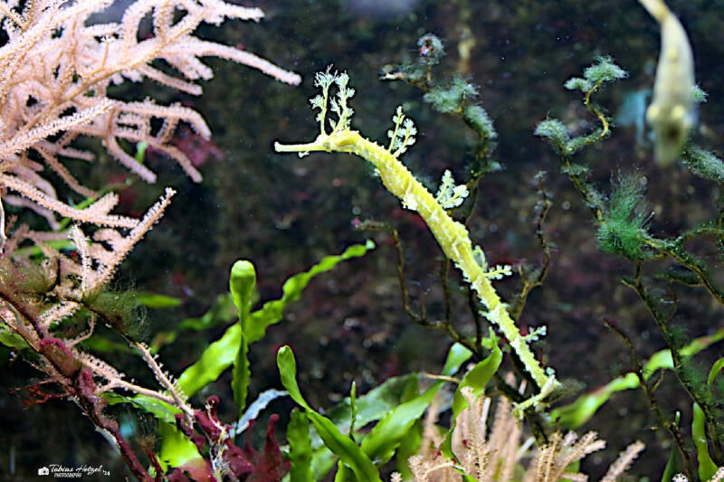 Bänderfetzenfisch | Wilhelma Stuttgart | 14.08.2018