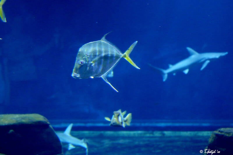 Karibischer Bodengucker | Zoo Berlin | 26.05.2018