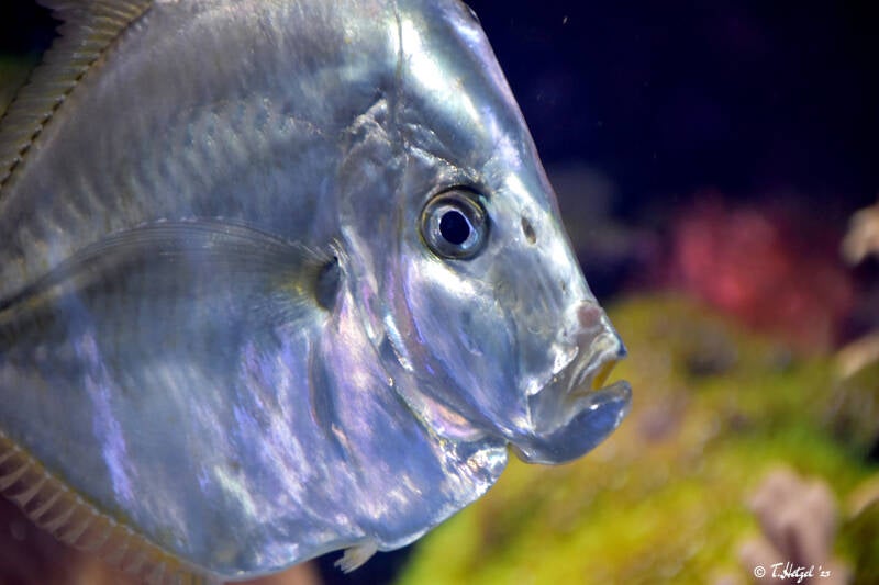 Karibischer Bodengucker | Zoo Zürich | 04.07.2020