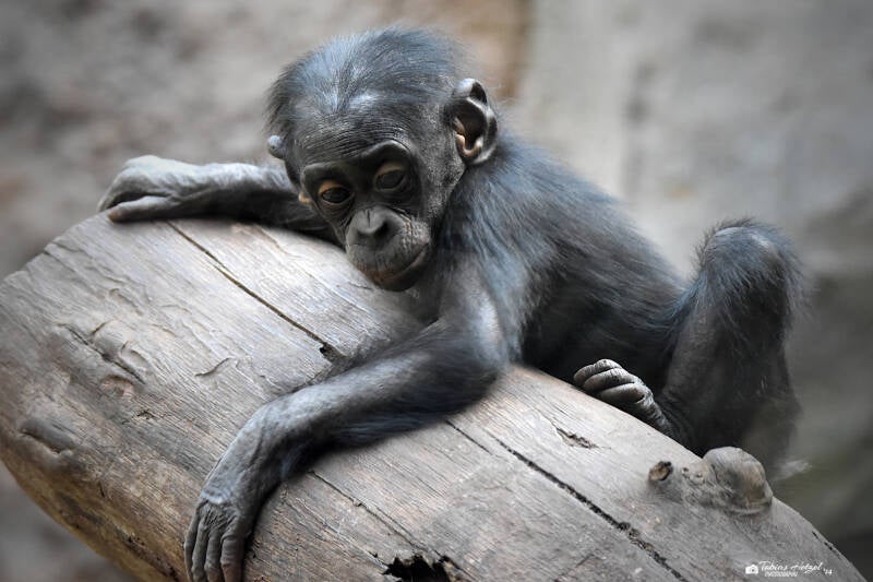 Bonobo | Zoo Frankfurt | 09.03.2024