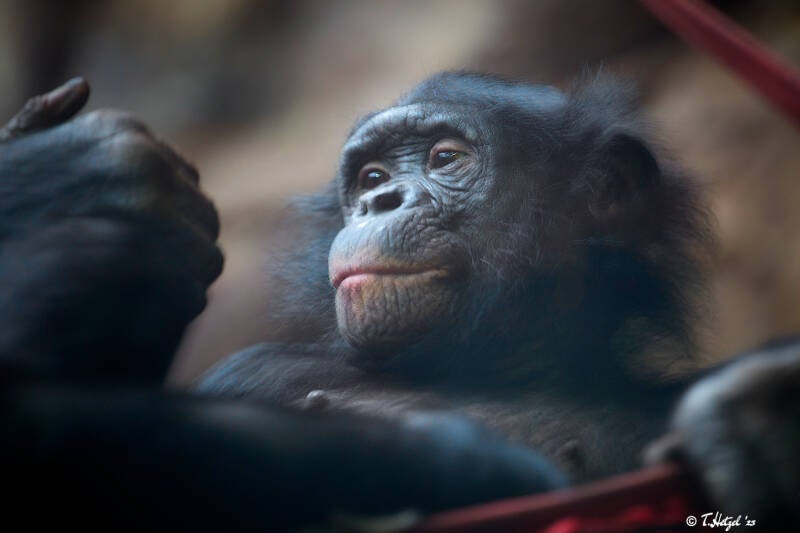Bonobo |  Zoo Frankfurt | 30.12.2017