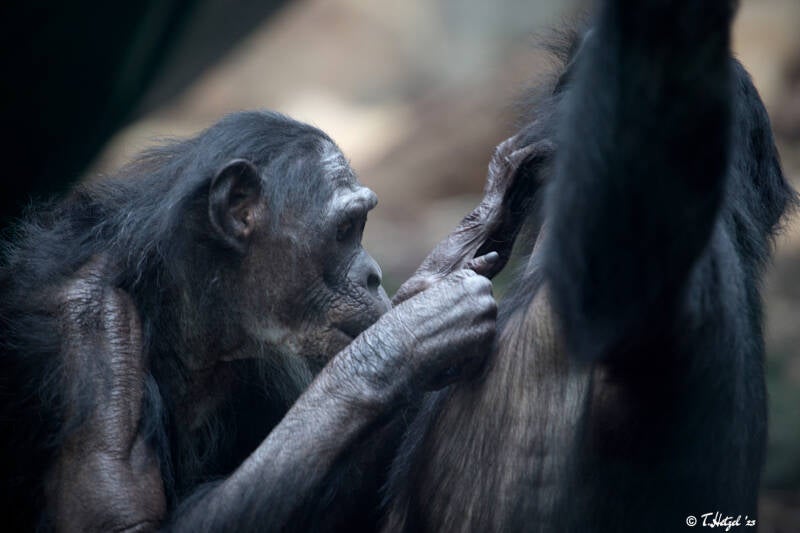 Bonobo |  Zoo Frankfurt | 30.12.2017