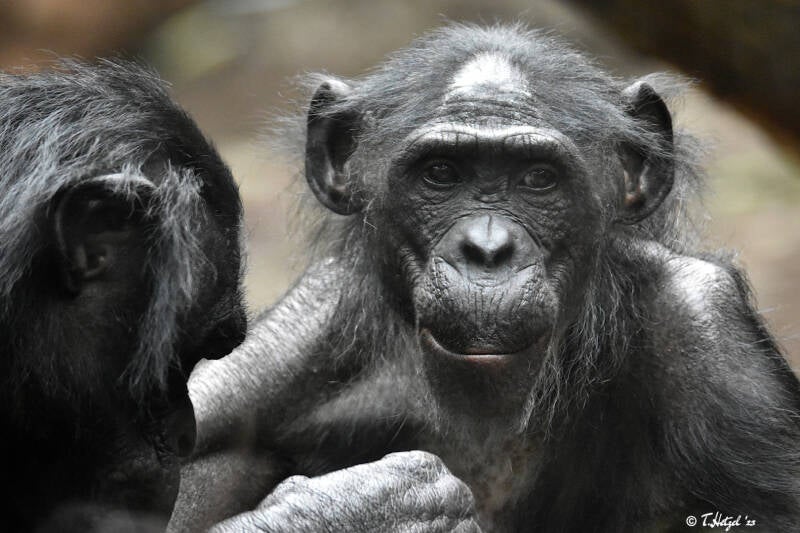 Bonobo | Zoo Frankfurt | 21.04.2023