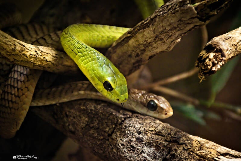 Boomslang | Safaripark Dvur Kralove | 17.08.2024