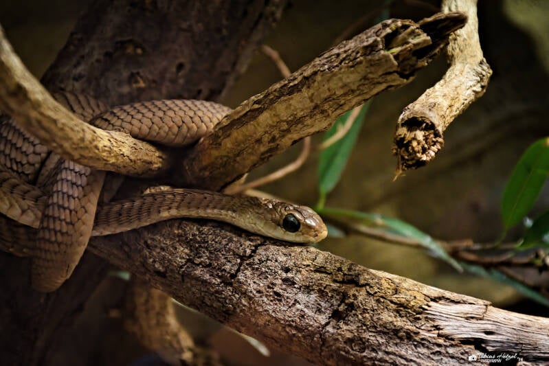 Boomslang | Safaripark Dvur Kralove | 17.08.2024