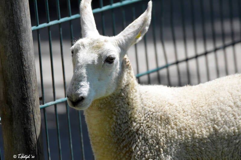 Border Leicester | Haustierhof Reutemühle | 05.07.2020