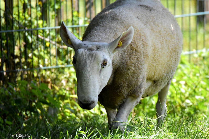 Border Leicester | Haustierhof Reutemühle | 05.07.2020