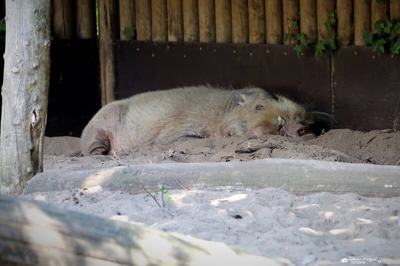 Borneo-Bartschwein | Zoo Berlin | 26.05.2018