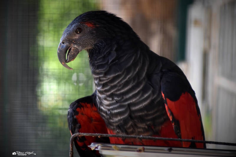 Borstenkopfpapagei | Weltvogelpark Walsrode | 09.06.2023