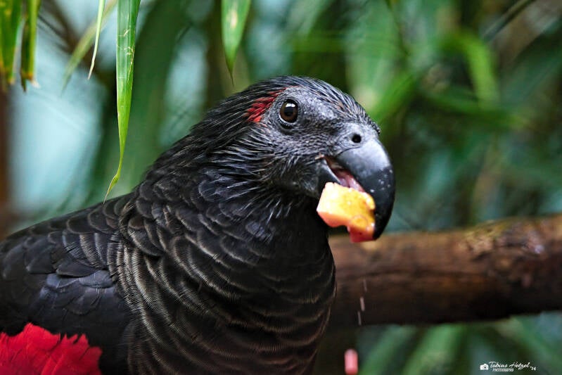 Borstenkopfpapagei | Zoo Prag | 18.08.2024