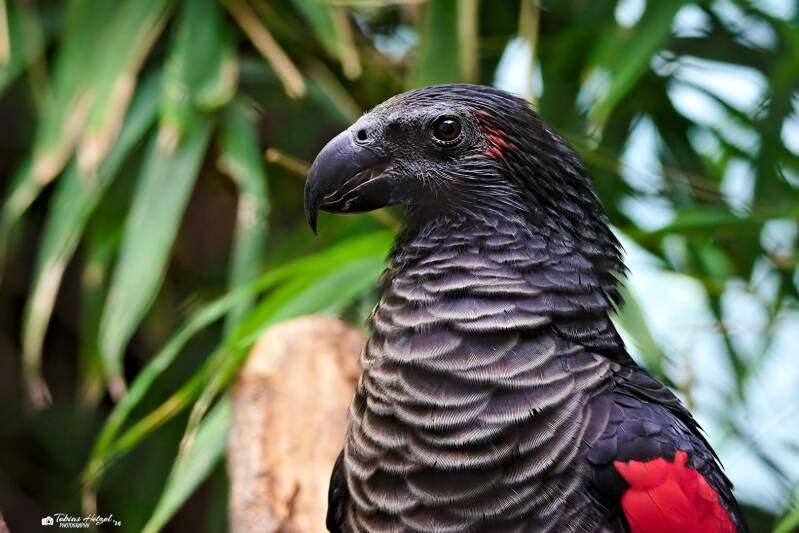 Borstenkopfpapagei | Zoo Prag | 18.08.2024