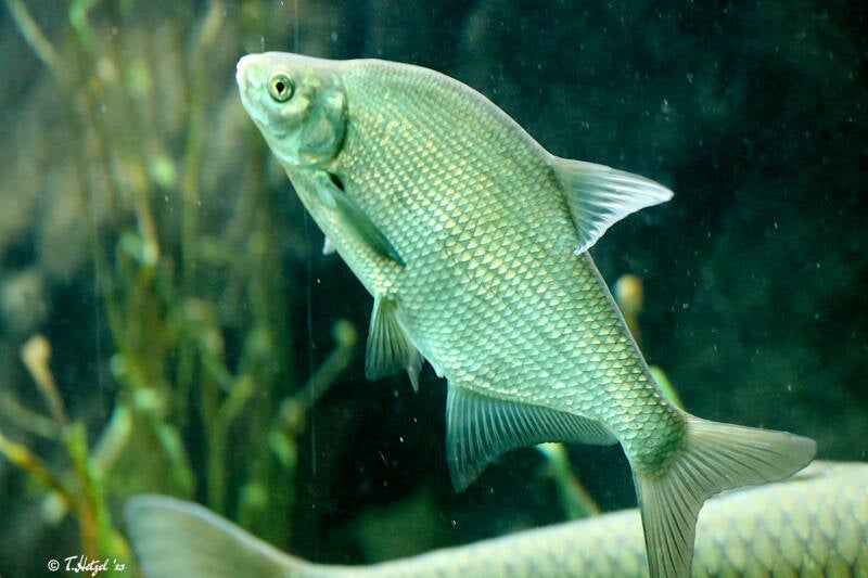 Brachse | Tiergarten Straubing | 16.08.2018