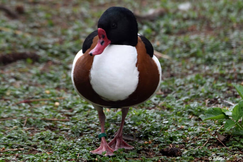 Brandgans | Vogelpark Groß-Rohrheim | 24.04.2022