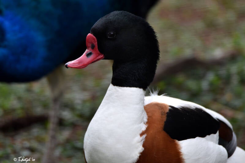 Brandgans | Vogelpark Groß-Rohrheim | 24.04.2022