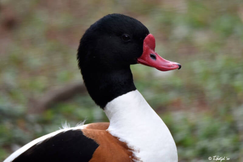 Brandgans | Vogelpark Groß-Rohrheim | 24.04.2022
