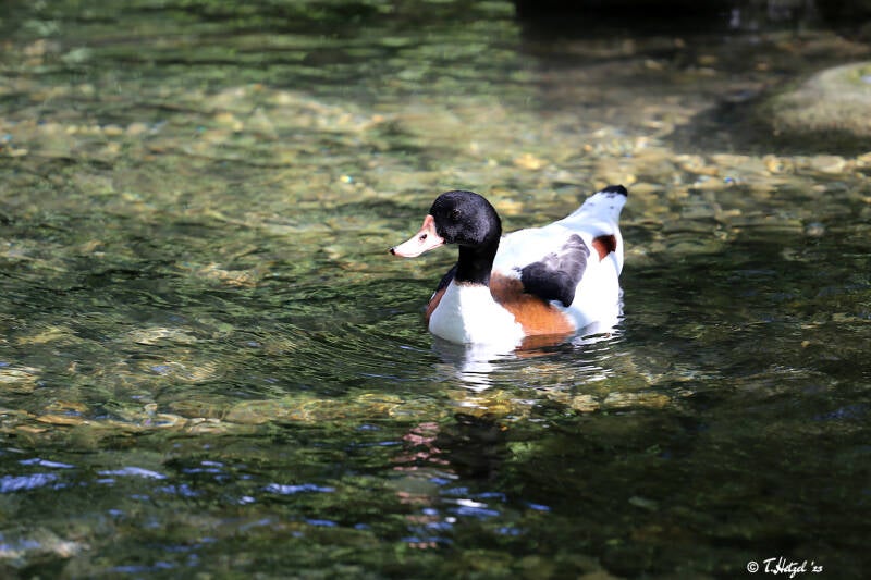 Brandgans | Tierpark Hellabrunn, München | 15.08.2018