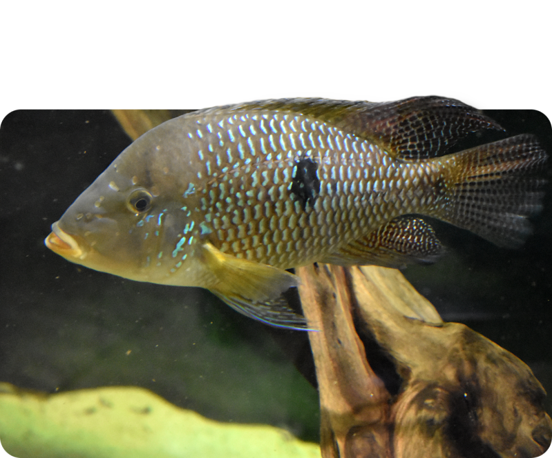 Brasil-Perlmutt-Buntbarsch