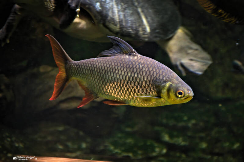 Brassenbarbe | Wilhelma Stuttgart | 19.06.2025