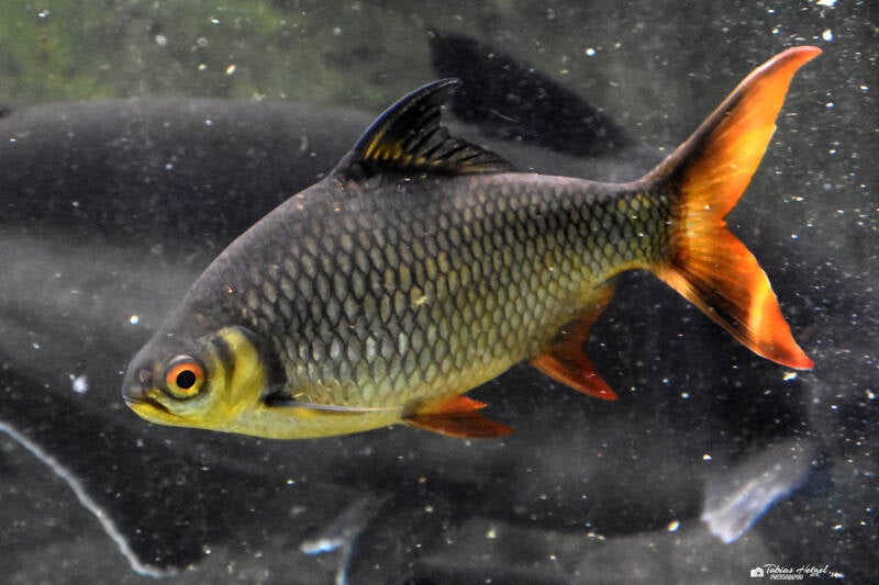 Brassenbarbe | Wilhelma Stuttgart | 11.08.2023