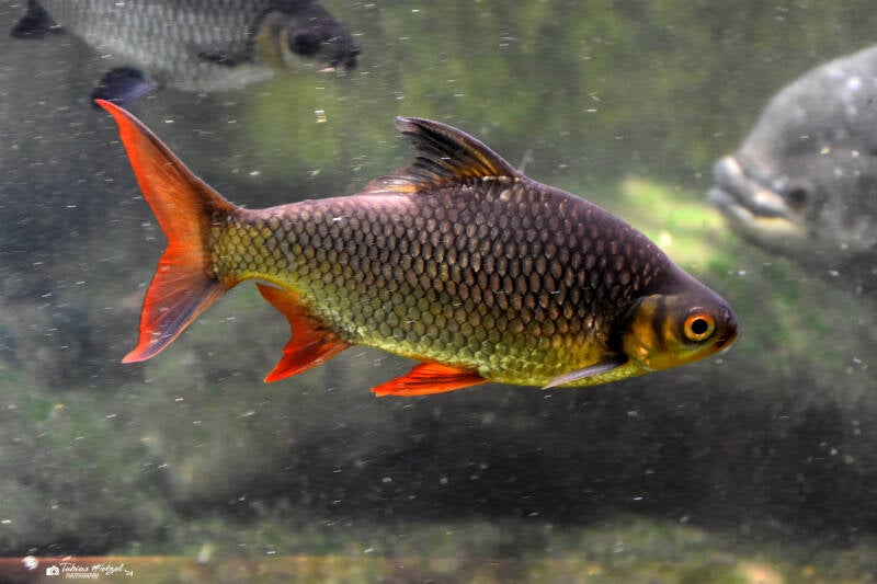 Brassenbarbe | Wilhelma Stuttgart | 11.08.2023