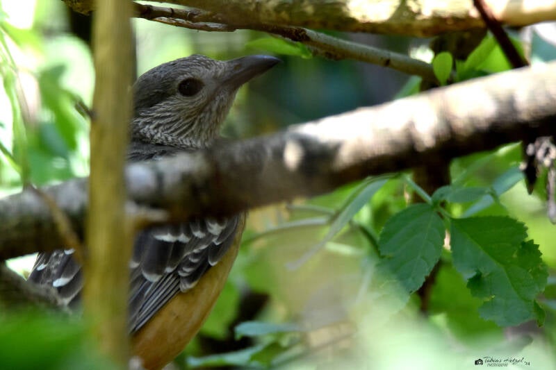 Braunbauch-Laubenvogel | Weltvogelpark Walsrode | 09.06.2023