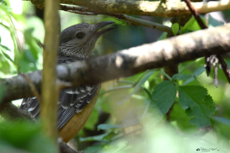Braunbauch-Laubenvogel | Weltvogelpark Walsrode | 09.06.2023