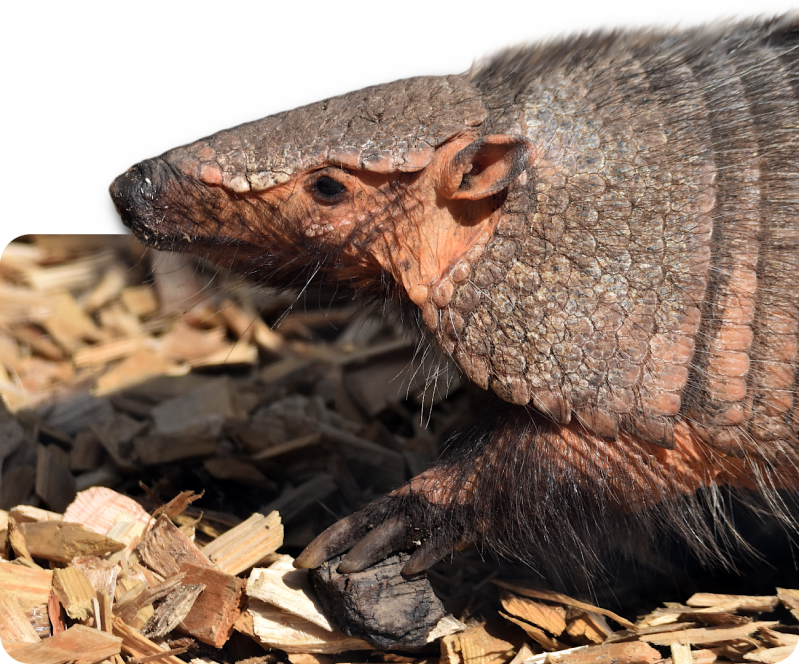 Braunborsten-Gürteltier